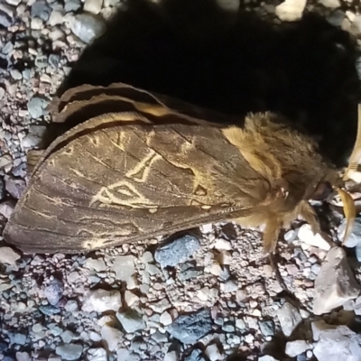 Oxycanus antipoda (Late Oxycanus) at Bonython, ACT - 25 May 2023 by michaelb