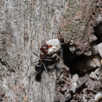 Iridomyrmex rufoniger (Tufted Tyrant Ant) at Capalaba, QLD - 23 Apr 2023 by TimL