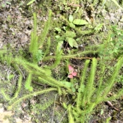 Lateristachys lateralis (Slender Clubmoss) at Meryla, NSW - 25 May 2023 by plants