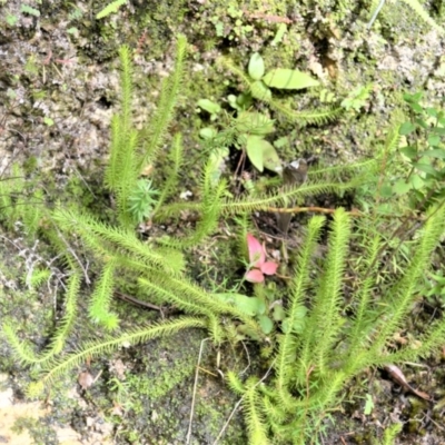 Lateristachys lateralis (Slender Clubmoss) at Meryla, NSW - 25 May 2023 by plants