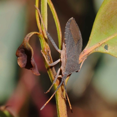 Amorbus sp. (genus) (Eucalyptus Tip bug) at O'Connor, ACT - 12 Mar 2023 by ConBoekel