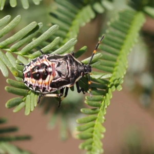 Oechalia schellenbergii at O'Connor, ACT - 12 Mar 2023