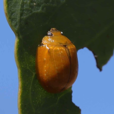 Paropsisterna cloelia (Eucalyptus variegated beetle) at O'Connor, ACT - 11 Mar 2023 by ConBoekel