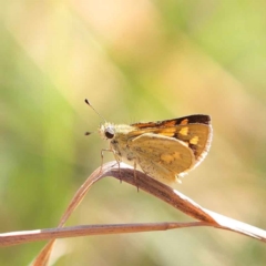 Ocybadistes walkeri (Green Grass-dart) at O'Connor, ACT - 12 Mar 2023 by ConBoekel