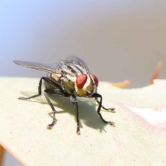 Sarcophagidae (family) (Unidentified flesh fly) at Dryandra St Woodland - 12 Mar 2023 by ConBoekel