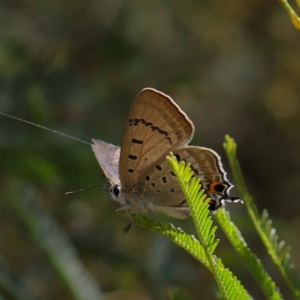 Jalmenus ictinus at O'Connor, ACT - 12 Mar 2023 10:48 AM