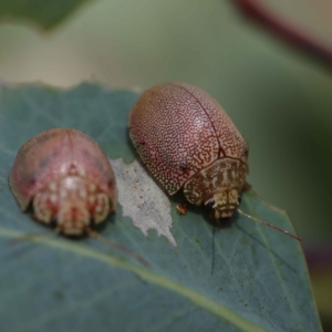 Paropsis atomaria at O'Connor, ACT - 12 Mar 2023