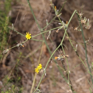 Chondrilla juncea at O'Connor, ACT - 12 Mar 2023