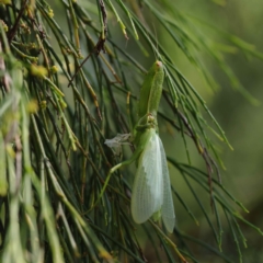 Orthodera ministralis (Green Mantid) at O'Connor, ACT - 12 Mar 2023 by ConBoekel