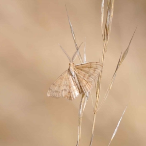 Scopula rubraria at O'Connor, ACT - 12 Mar 2023 10:45 AM