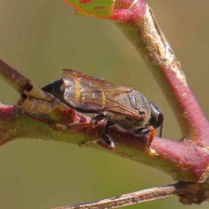 Cerceris sp. (genus) at O'Connor, ACT - 12 Mar 2023