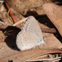 Zizina otis (Common Grass-Blue) at O'Connor, ACT - 11 Mar 2023 by ConBoekel