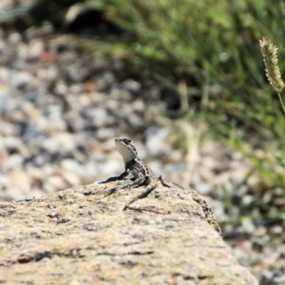 Unidentified Dragon at Urila, NSW - 23 Jan 2023 by Milobear