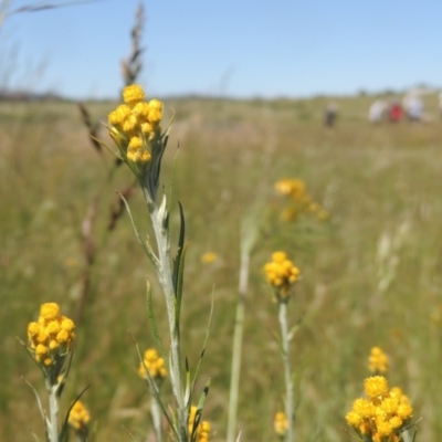 Chrysocephalum apiculatum (Common Everlasting) at Dunlop, ACT - 25 Nov 2022 by michaelb