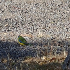 Neophema pulchella (Turquoise Parrot) at Namadgi National Park - 26 May 2023 by Sherwood