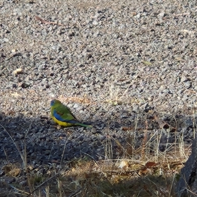 Neophema pulchella (Turquoise Parrot) at Rendezvous Creek, ACT - 26 May 2023 by Sherwood