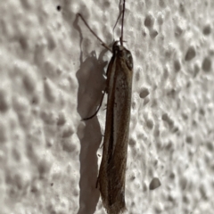 Philobota (genus) at Braddon, ACT - 26 May 2023