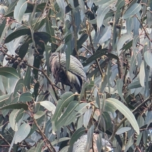 Callocephalon fimbriatum at Watson, ACT - 26 May 2023