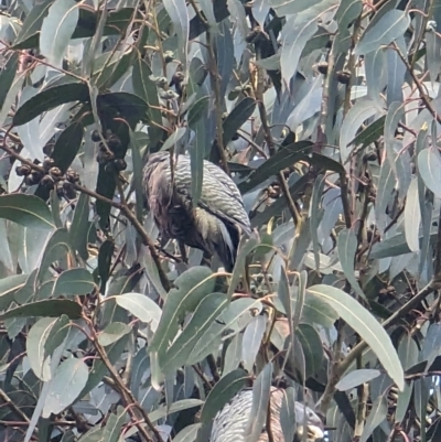 Callocephalon fimbriatum (Gang-gang Cockatoo) at Watson, ACT - 26 May 2023 by AniseStar