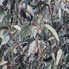 Callocephalon fimbriatum at Watson, ACT - suppressed