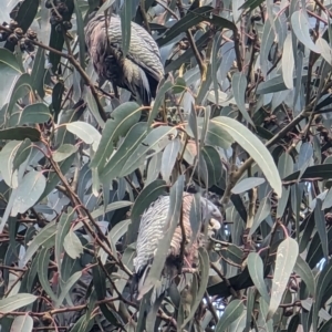 Callocephalon fimbriatum at Watson, ACT - suppressed