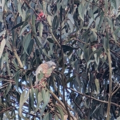 Callocephalon fimbriatum at Watson, ACT - suppressed