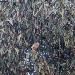 Callocephalon fimbriatum at Watson, ACT - suppressed