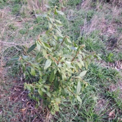 Phytolacca octandra (Inkweed) at Watson, ACT - 26 May 2023 by abread111