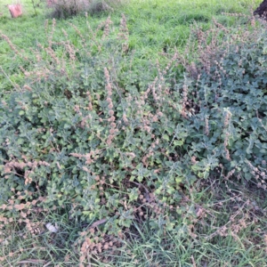 Marrubium vulgare at Watson, ACT - 26 May 2023