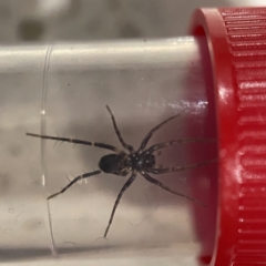 Nyssus coloripes at Braddon, ACT - 26 May 2023