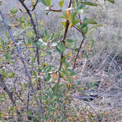 Pyracantha fortuneana (Firethorn) at Watson Woodlands - 26 May 2023 by abread111