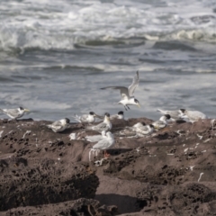 Thalasseus bergii (Crested Tern) at Eden, NSW - 8 May 2023 by trevsci