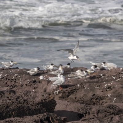 Thalasseus bergii (Crested Tern) at Eden, NSW - 8 May 2023 by trevsci