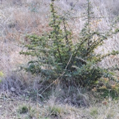 Pyracantha angustifolia (Firethorn, Orange Firethorn) at Watson Woodlands - 26 May 2023 by abread111