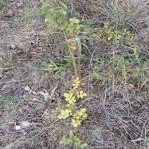 Rosa rubiginosa at Watson, ACT - 26 May 2023 02:51 PM