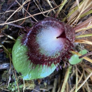 Corysanthes hispida at Bungonia, NSW - 10 May 2023