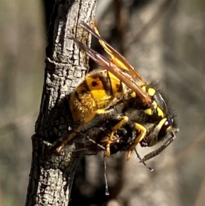 Vespula germanica at Stromlo, ACT - 8 May 2023 01:44 PM