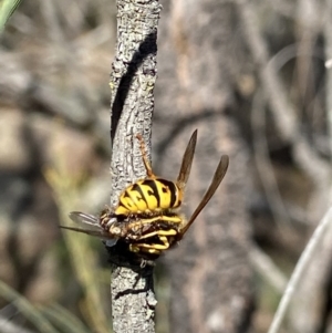 Vespula germanica at Stromlo, ACT - 8 May 2023