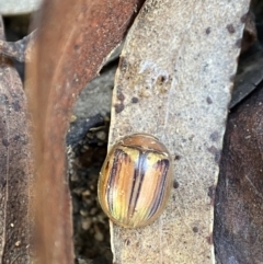 Paropsisterna sp. (genus) (A leaf beetle) at Berlang, NSW - 11 May 2023 by AJB