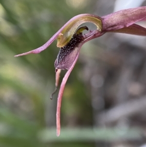 Chiloglottis reflexa at Berlang, NSW - suppressed