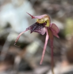 Chiloglottis reflexa at Berlang, NSW - 11 May 2023