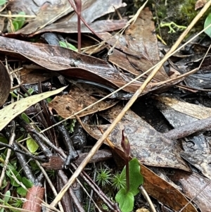 Chiloglottis reflexa at Acton, ACT - suppressed