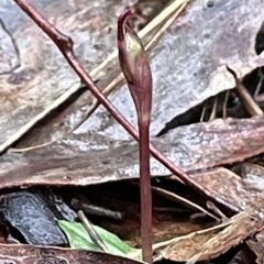 Chiloglottis reflexa at Acton, ACT - suppressed