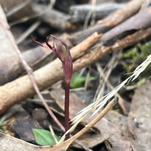 Chiloglottis reflexa at Acton, ACT - suppressed