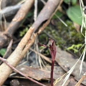 Chiloglottis reflexa at Acton, ACT - suppressed