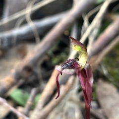 Chiloglottis reflexa at Acton, ACT - suppressed