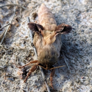 Oxycanus (genus) at Stromlo, ACT - 26 May 2023 01:33 PM