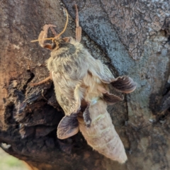 Oxycanus (genus) at Stromlo, ACT - 26 May 2023 01:33 PM