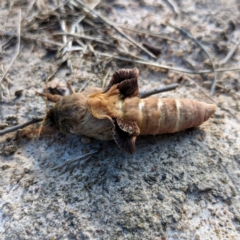 Oxycanus (genus) at Stromlo, ACT - 26 May 2023