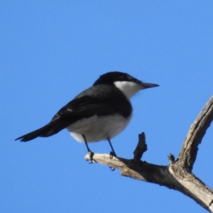 Myiagra inquieta at Stromlo, ACT - 26 May 2023